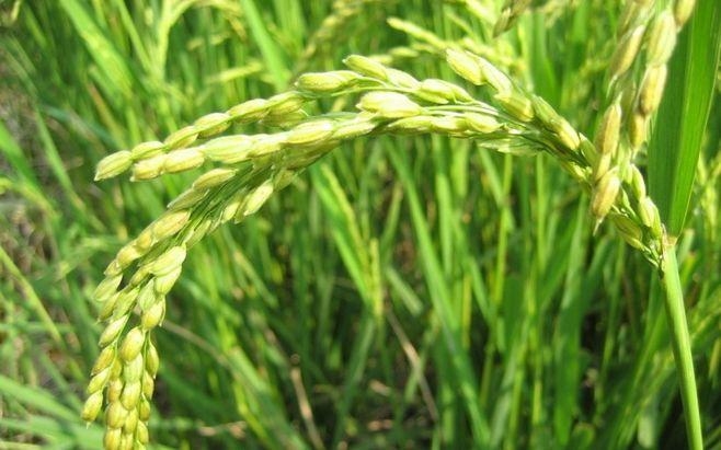 2017-2022年四川单季水稻（10m20m）高分辨率分布数据