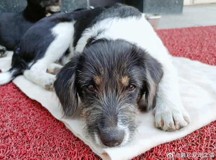 宠物分类图像数据集