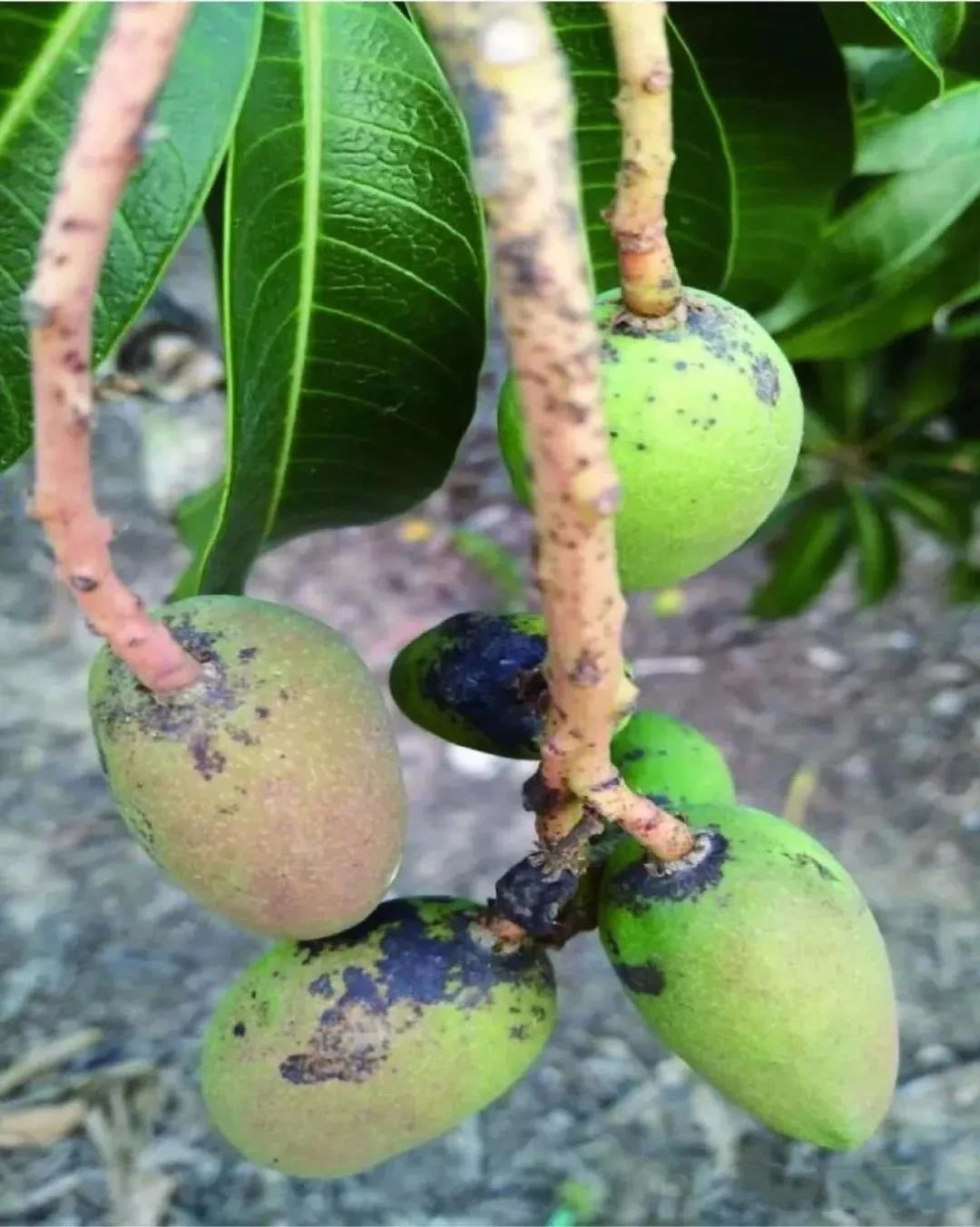 芒果果实病害检测图像数据集