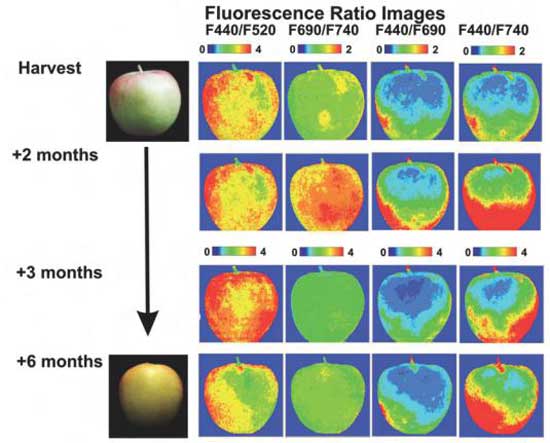 苹果高光谱图像数据集，用于苹果施肥情况的自动检测