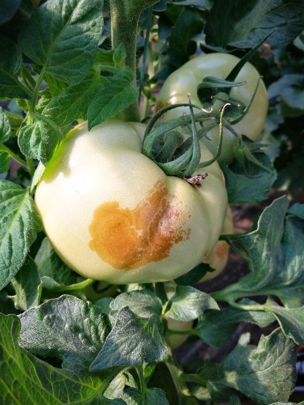 甜椒、马铃薯、西红柿植物病害分类数据集