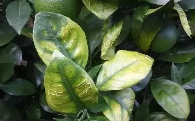 叶片表面缺陷检测图像数据集