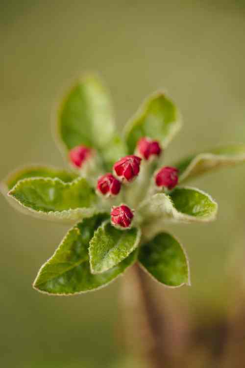 植物叶、花、果的语义分割数据集