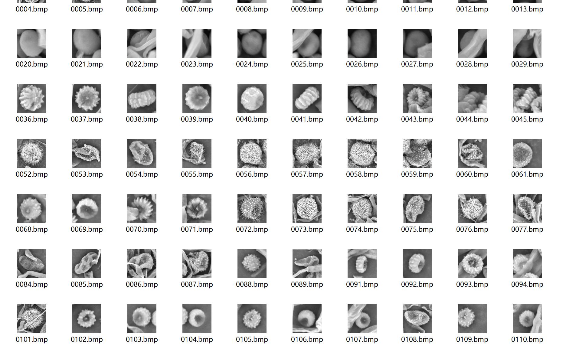 电镜花粉图像数据集，（17个类型，每类大约500-700个图片左右）