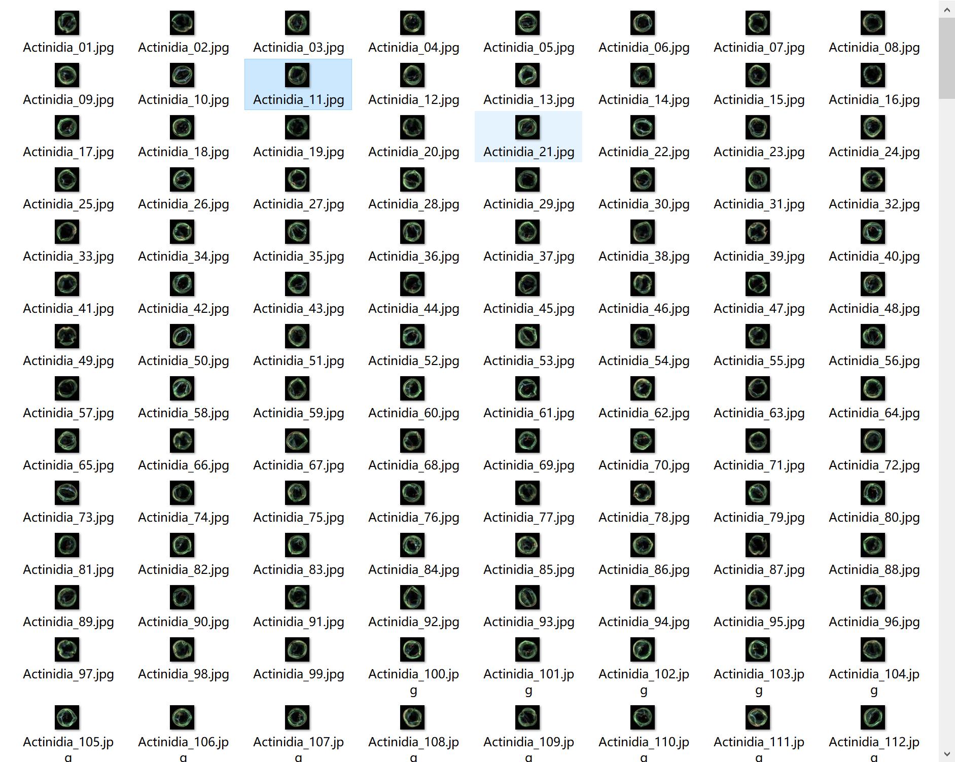 新西兰花粉数据集