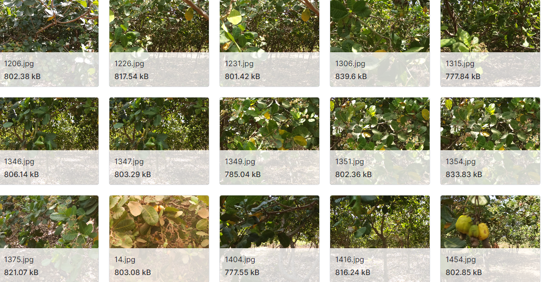 带有YOLO注释的高分辨率无人机腰果图像数据集