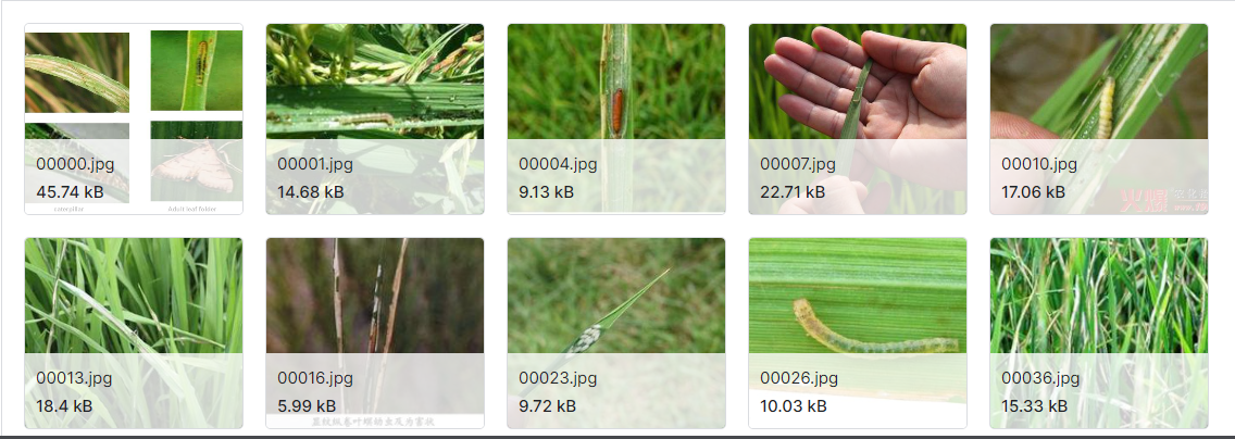 用于害虫识别的大规模基准数据集