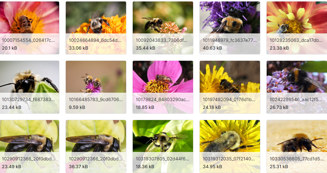 蜜蜂黄蜂深度学习数据