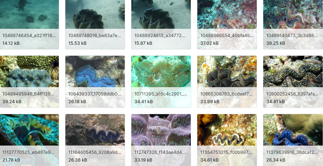 海洋动物图像数据集