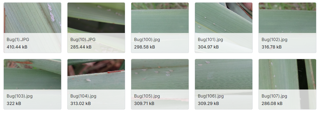 Dubas昆虫感染枣椰叶的图像数据集