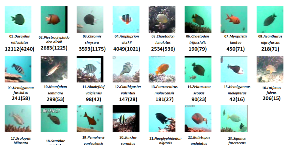 多类鱼类分类数据集