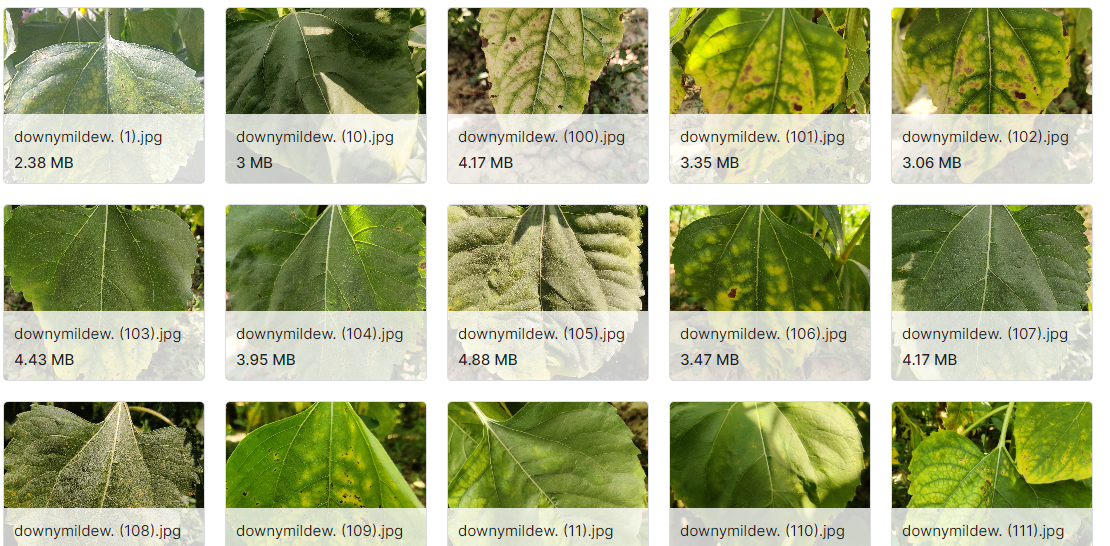 向日葵果实和叶子数据集