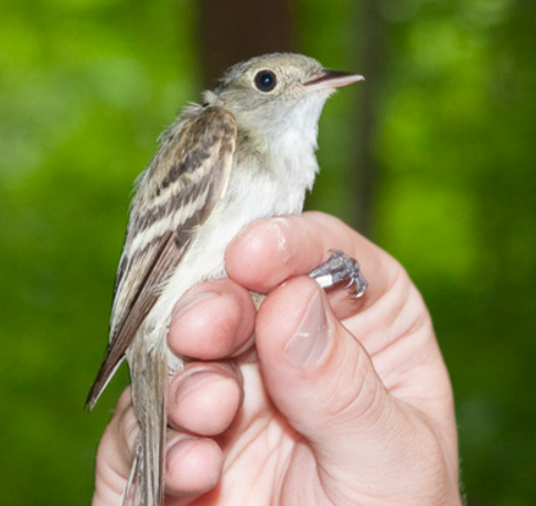 200种不同鸟类的多类分类数据集