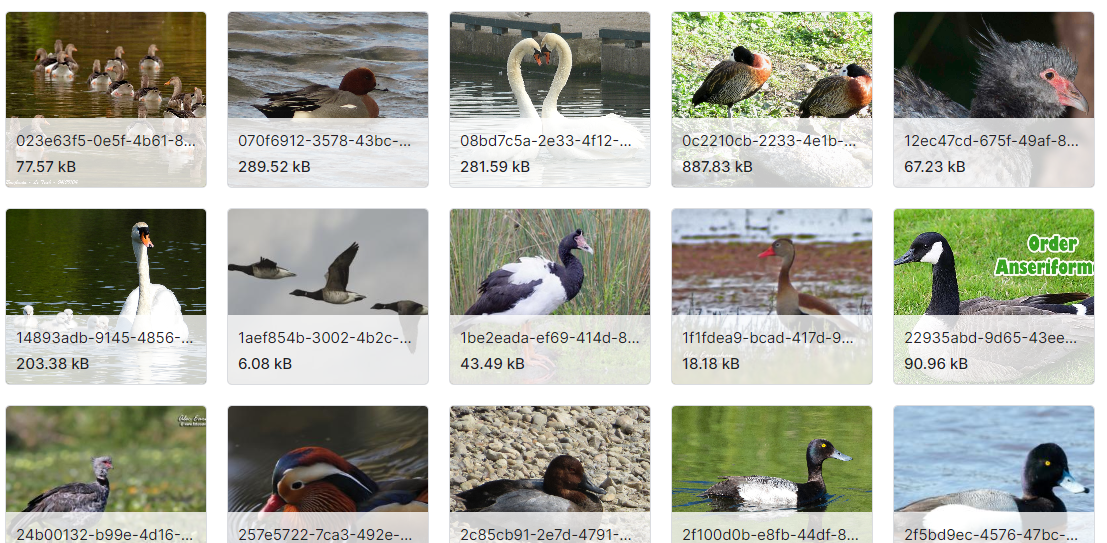 30组鸟类分类数据集