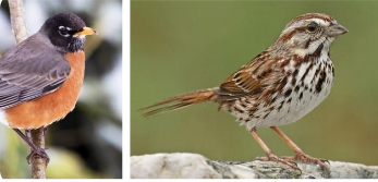 5种鸟类的鸣声数据集