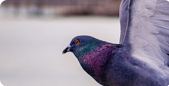 美国加利福尼亚州和内华达州记录的鸟类鸣声数据集