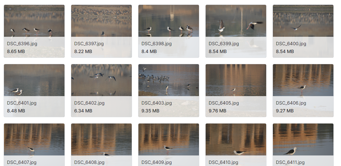 高分辨率图像中的鸟类种间分类数据集
