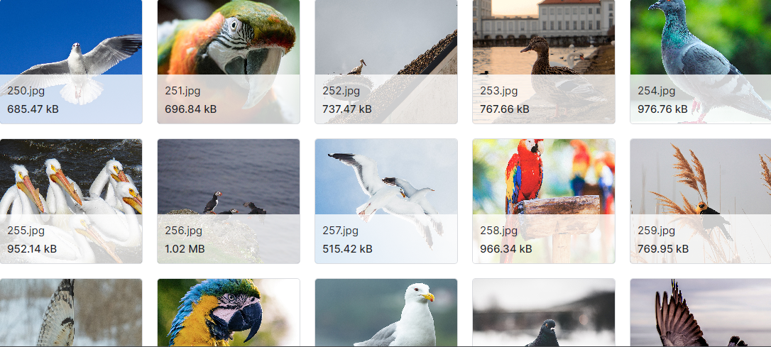 鸟类和蝴蝶的二进制分类数据集