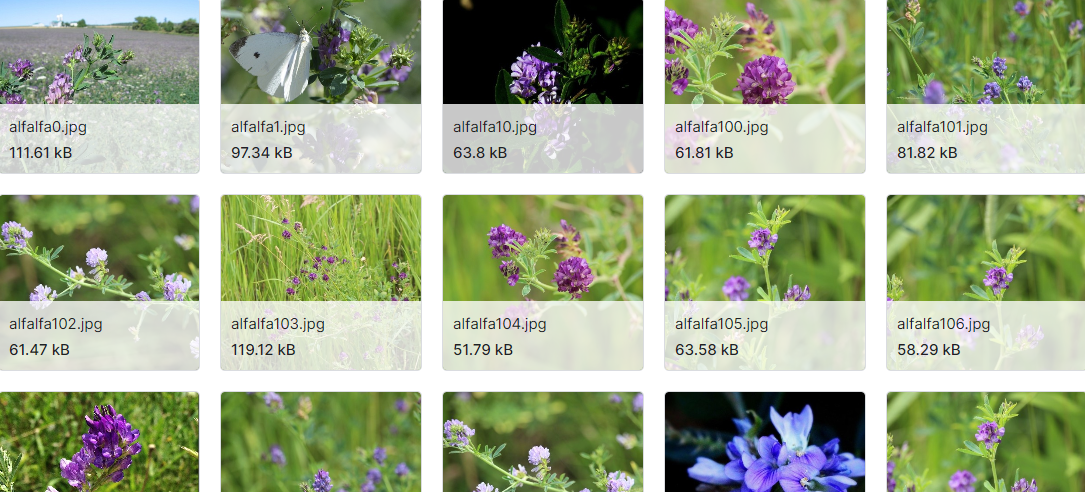 野生食用植物数据集