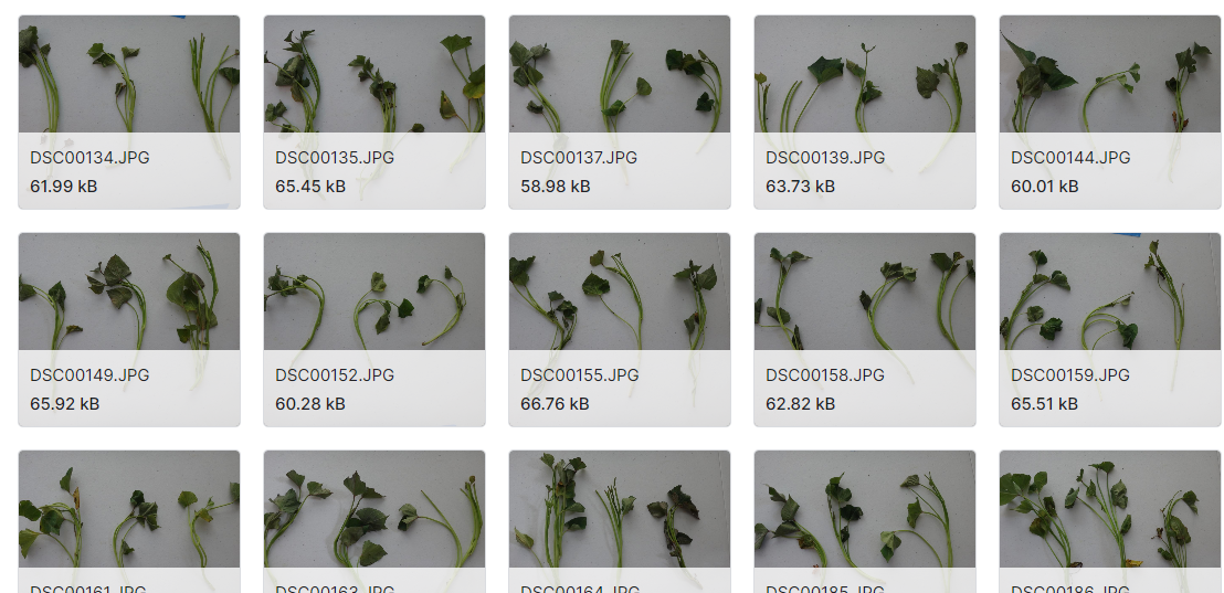 基于地面真实感分割的两种植物图像数据集