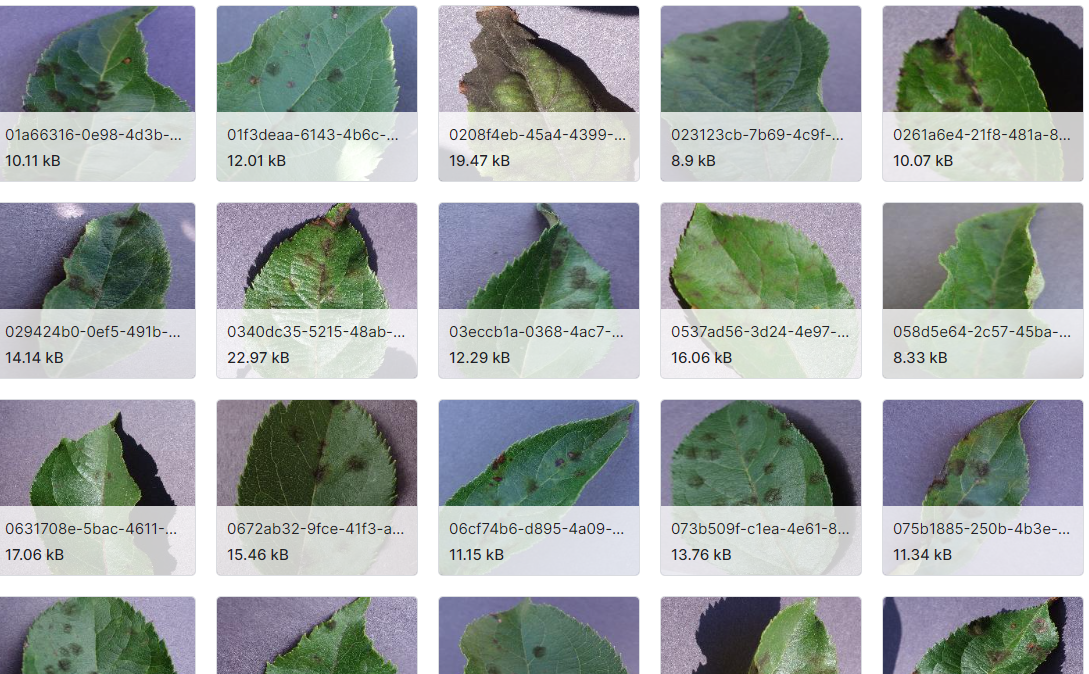 38种植物数据集
