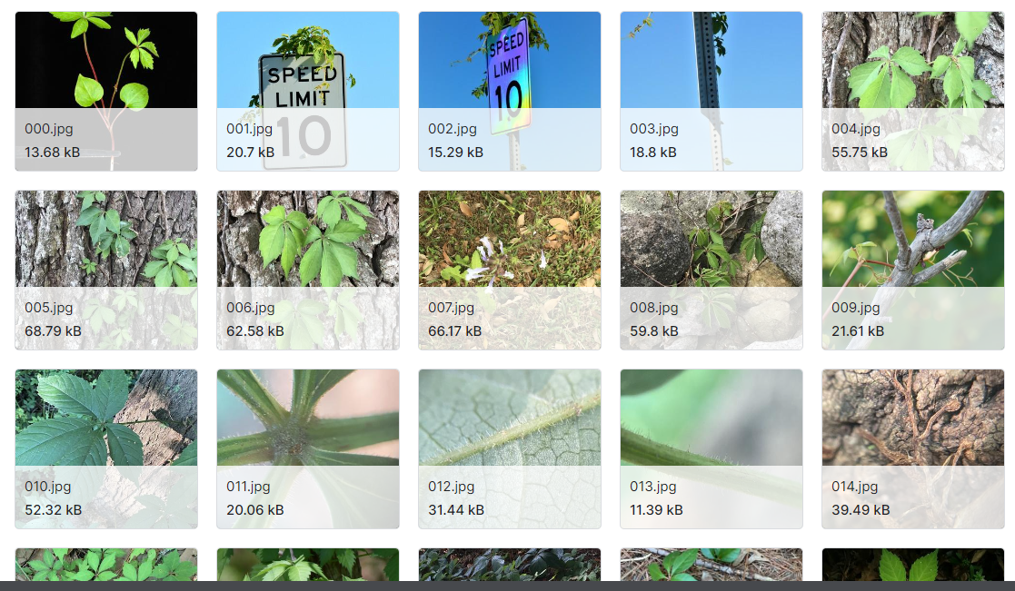 分类常见的有毒植物，如毒常春藤和毒橡树数据集