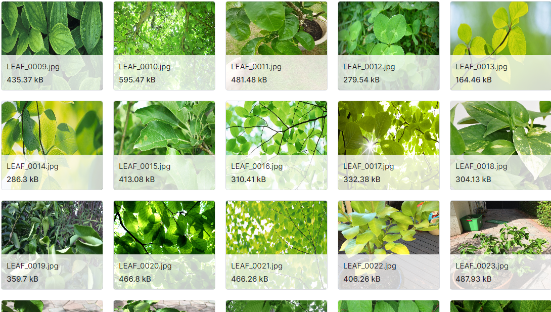 用于检测植物或树木中的叶子的数据集