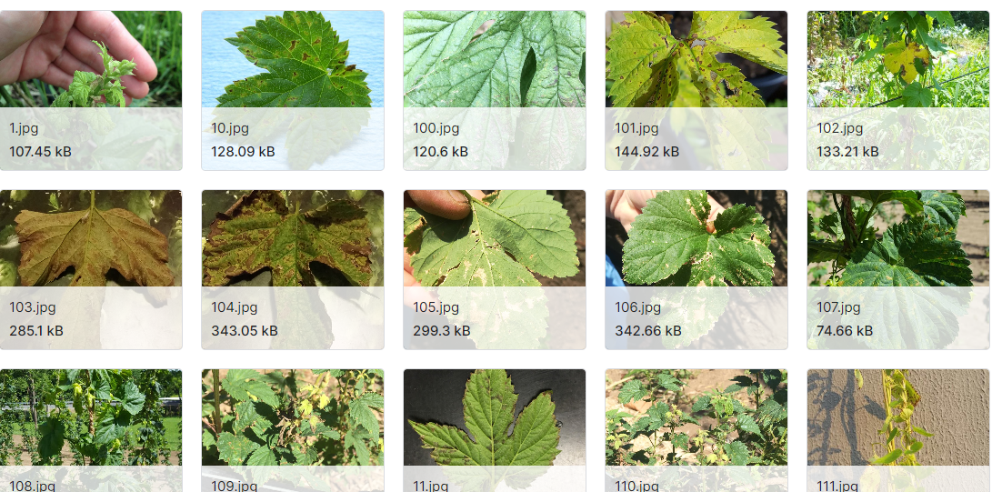 用于啤酒花植物健康分类的图像数据集