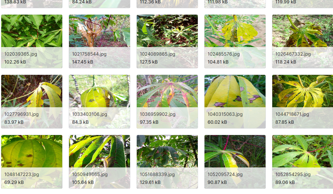 木薯叶病数据集目录格式的图像数据集