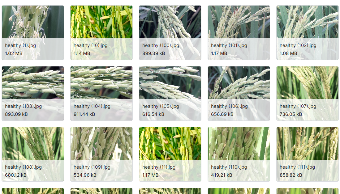 健康和不健康水稻数据集