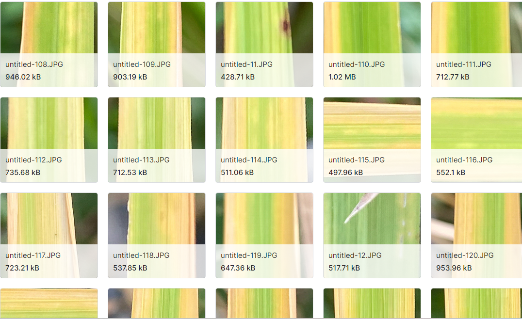 水稻营养缺乏症状数据集