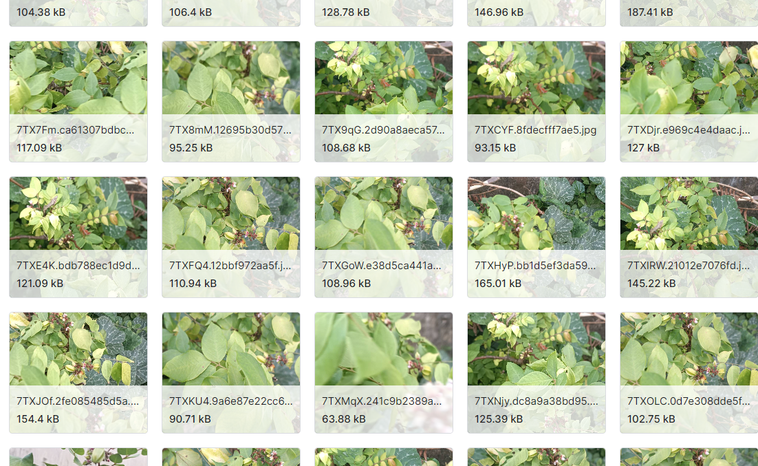 生长在越南及其热带地区的草本植物图片数据集