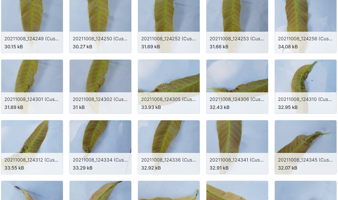 芒果叶病分类的研究数据集