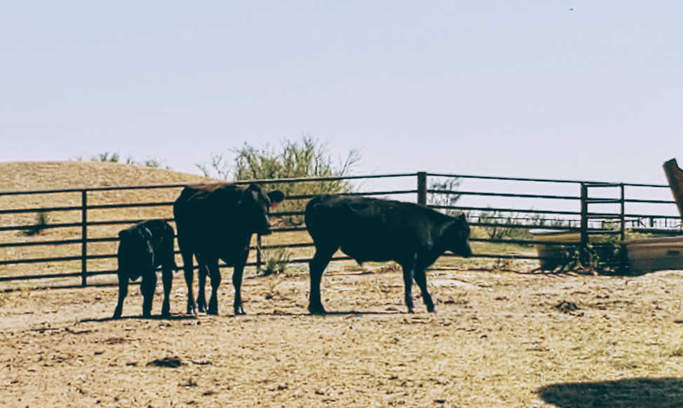 牧场动物视觉数据集