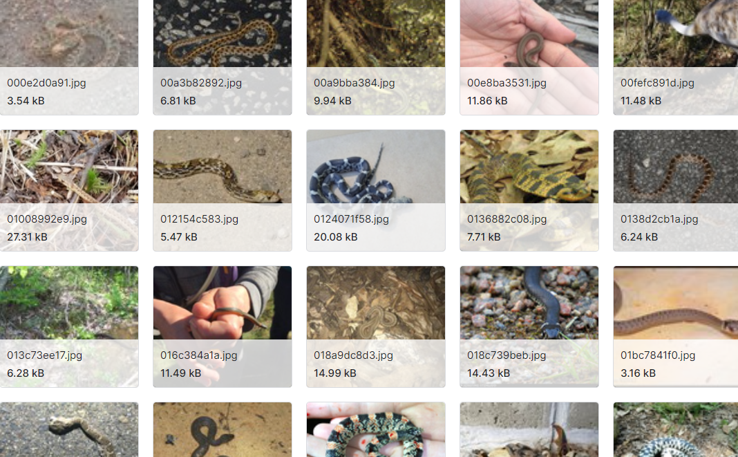 深度学习挑战蛇品种分类数据集