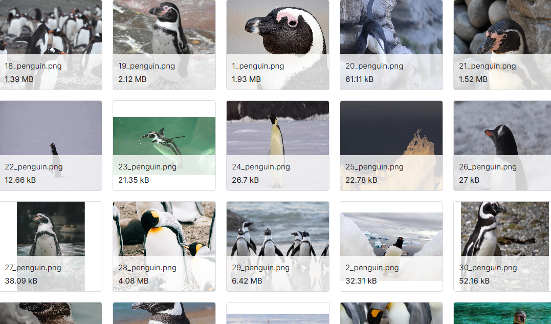 乌龟和企鹅图片数据集