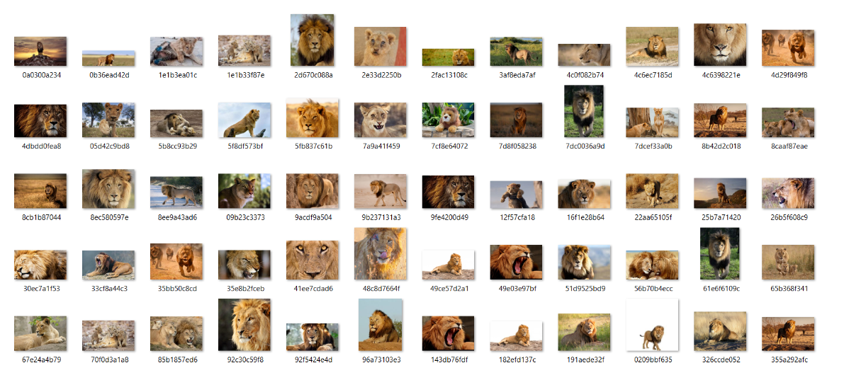 动物图像数据集