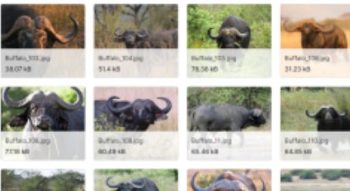 动物分类数据集