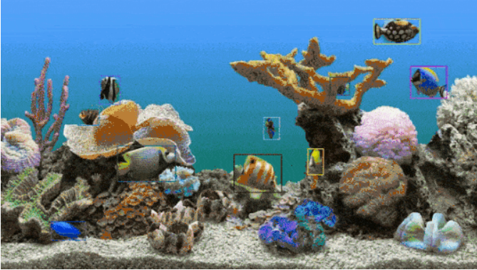 使用包围盒跟踪鱼的视频帧数据集