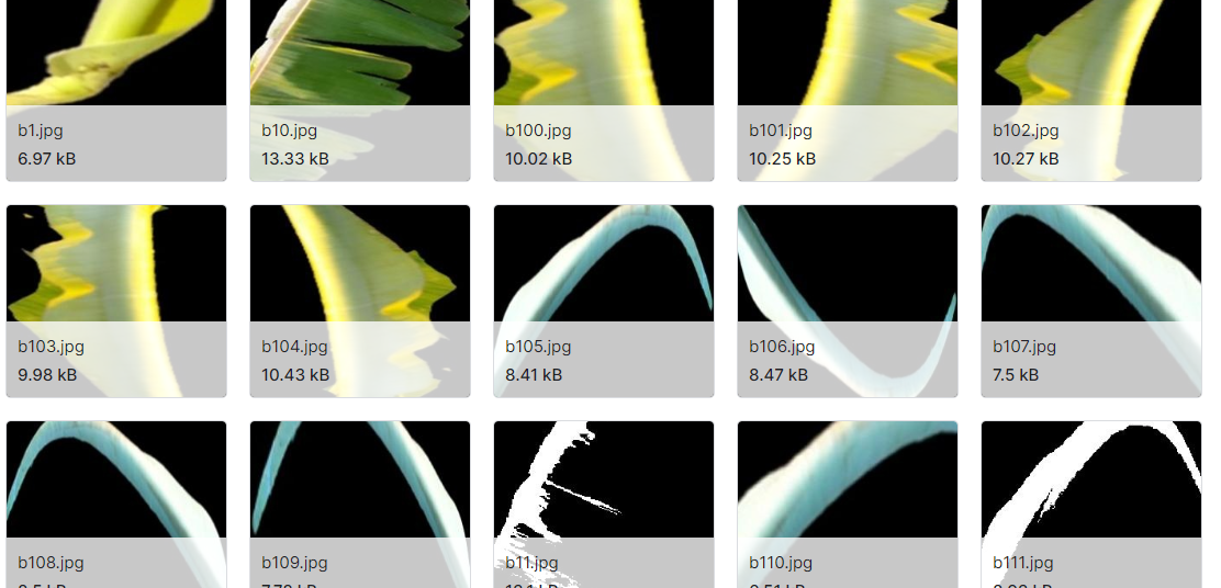 营养缺乏的香蕉植株叶片图像数据集