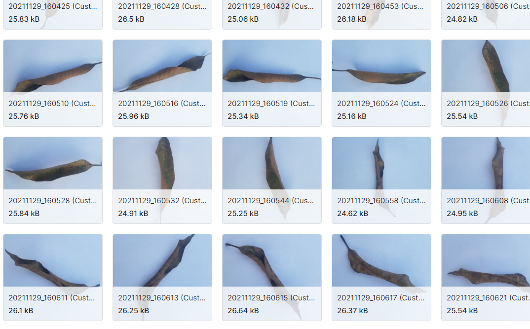 芒果叶病数据集