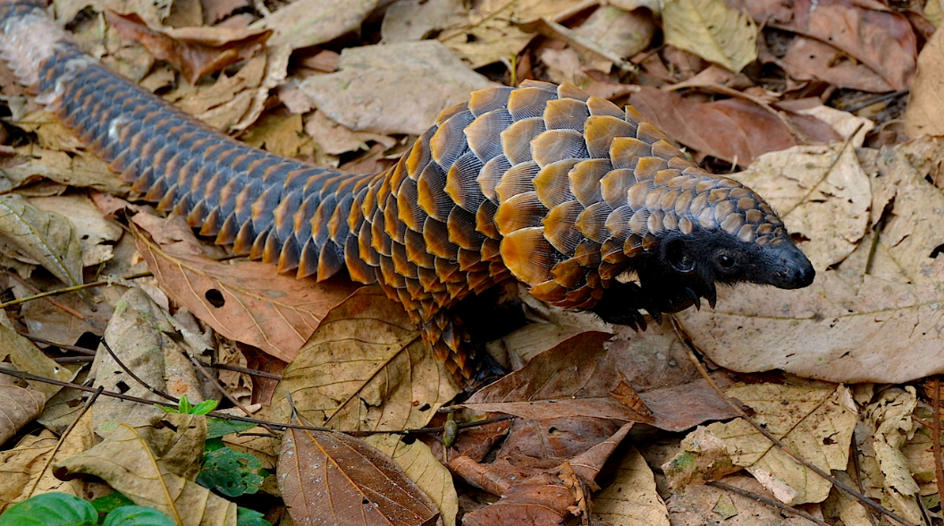 濒危物种之一穿山甲的图片数据集