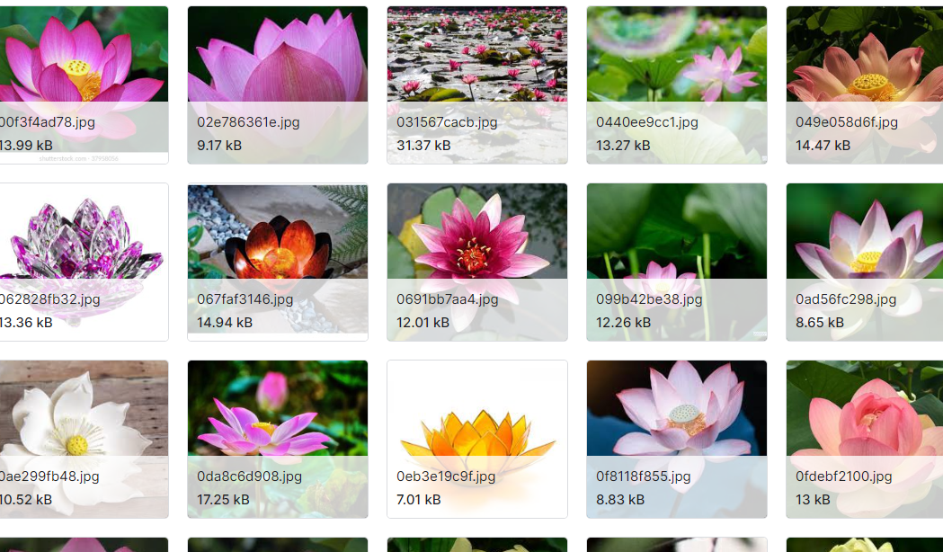 花卉图像汇编数据集