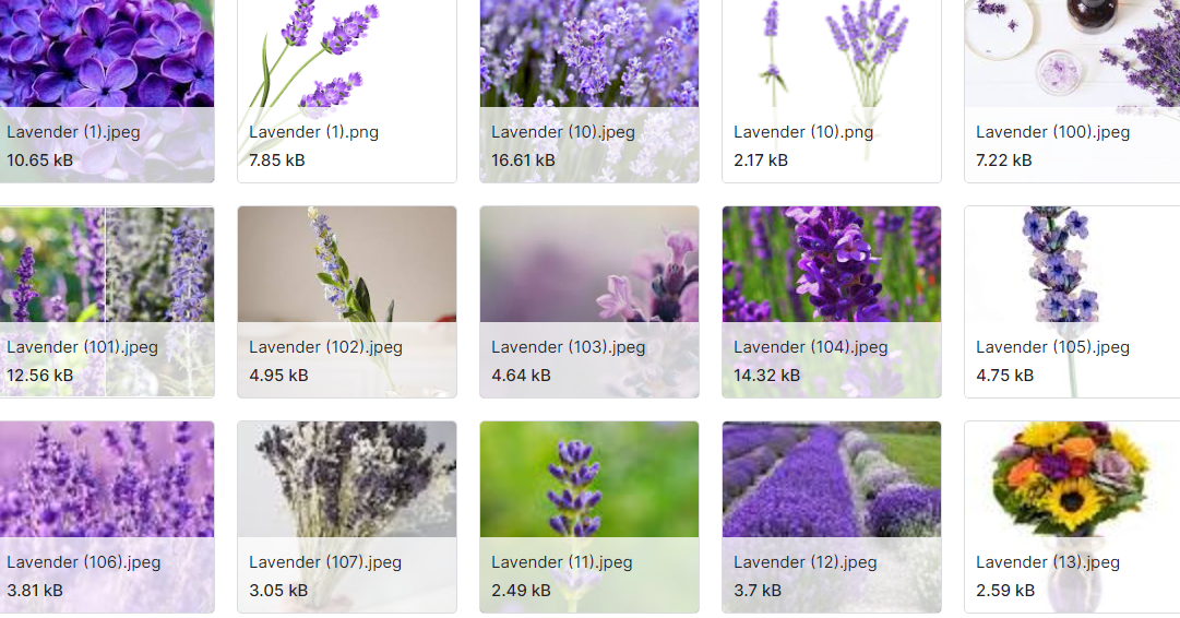 玫瑰、百合、向日葵、薰衣草、雏菊+5种花卉分类数据集