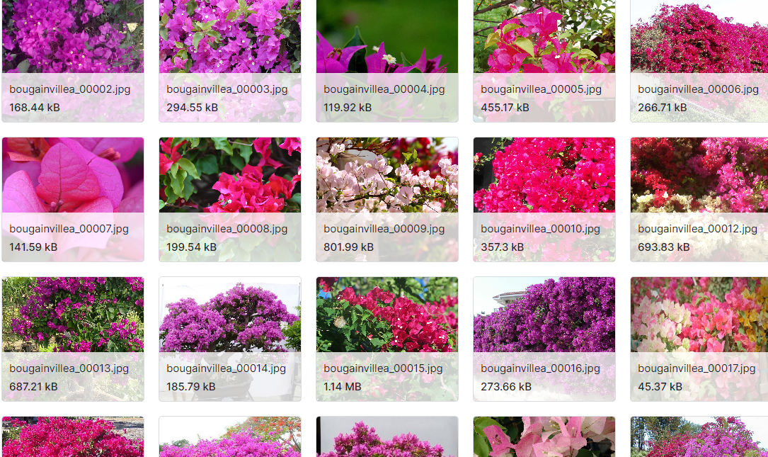 花卉图像数据集