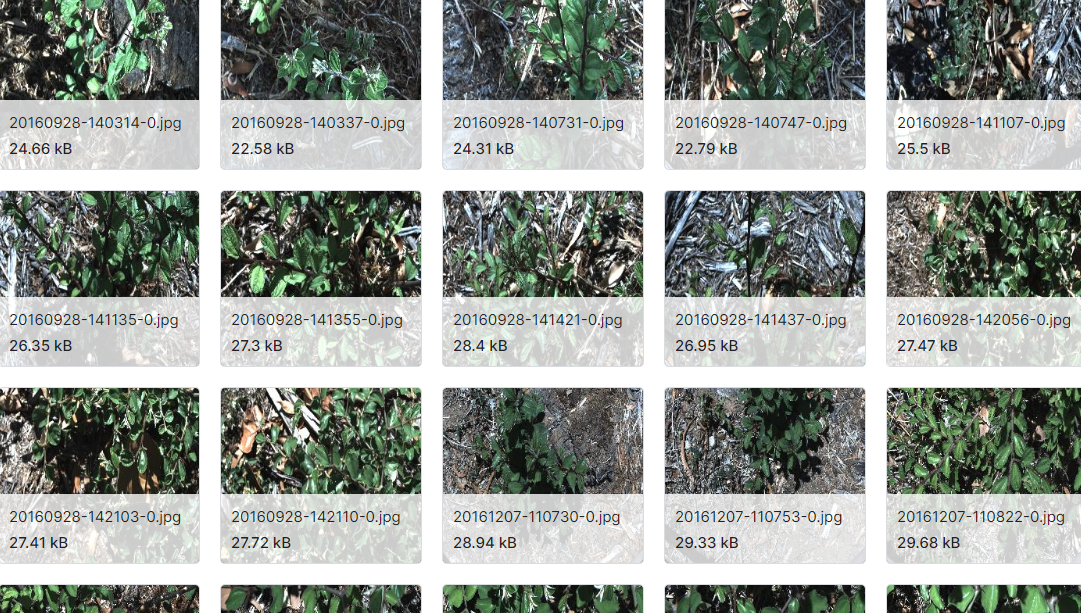 用于深度学习的多类杂草物种图像数据集