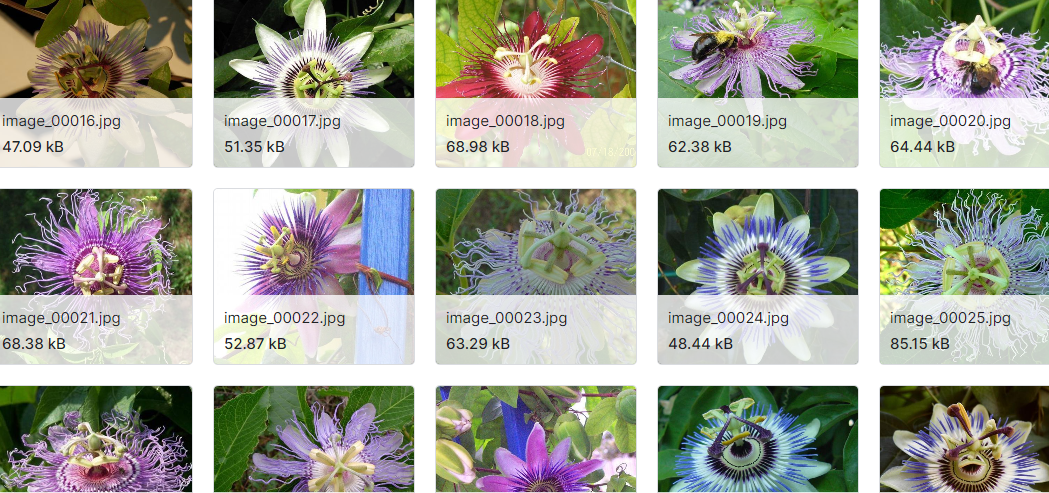 用于大类分类的花卉图像数据集