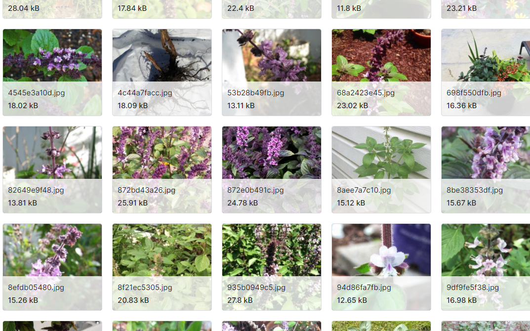 有关900种不同的花的信息，如照片，叶子，花的时间的数据集