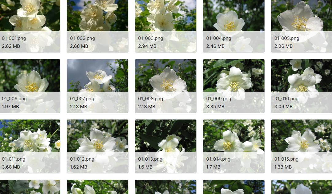 未编辑白色花朵图片的处理和分类数据集