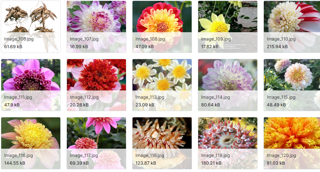 大丽花图像数据集